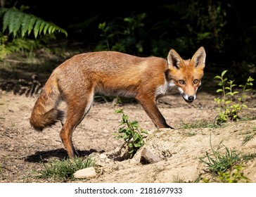 Red Fox Cubs In Scotland