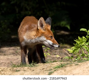 Red Fox Cubs In Scotland