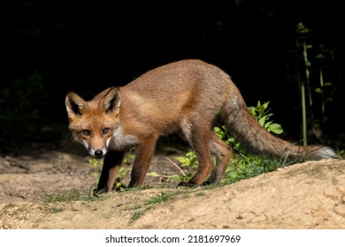 Red Fox Cubs In Scotland