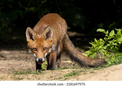 Red Fox Cubs In Scotland