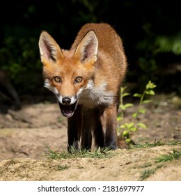 Red Fox Cubs In Scotland