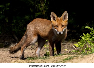 Red Fox Cubs In Scotland