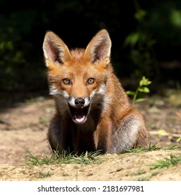 Red Fox Cubs In Scotland