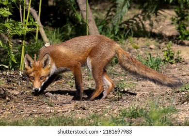 Red Fox Cubs In Scotland