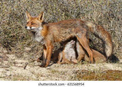 Red fox cubs suckling at mother fox - Shutterstock ID 631568954