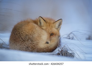 A Red Fox curled up at dusk to sleep for the evening in a cold winter snow. - Powered by Shutterstock