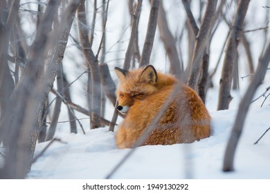 Red fox, curled up, resting in the snow among the bushes. A beautiful wild animal in its natural habitat in the Arctic. Wildlife of Chukotka and Siberia. Far North of Russia. Red fox (Vulpes vulpes). - Powered by Shutterstock