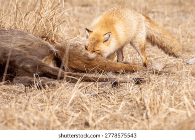 A red fox devours the meat of a dead Hokkaido deer.