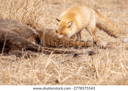 A red fox devours the meat of a dead Hokkaido deer.