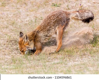 Red Fox Digs Its Den In The Dunes