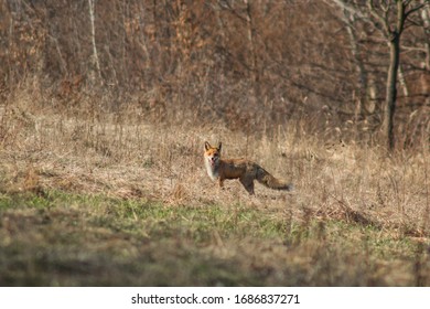 Red fox in early spring.