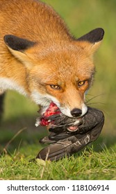 Red Fox Eating A Pigeon