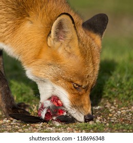 Red Fox Eating A Prey