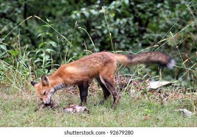 Red Fox Eating Its Prey