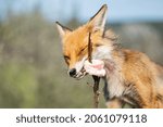 A red fox eats lard impaled on a bush branch. Vulpes vulpes.