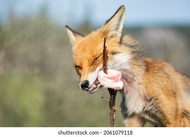 A red fox eats lard impaled on a bush branch. Vulpes vulpes.