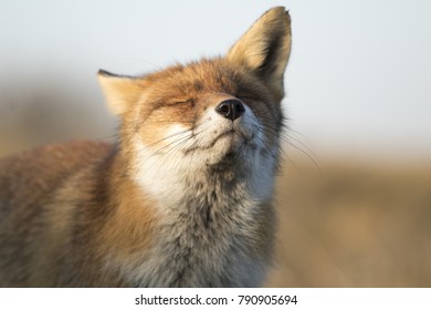 Red Fox Face Close Up with Its Head Up
