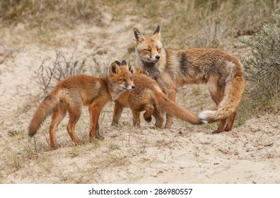 Red Fox Family  