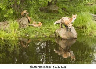 Red Fox Family