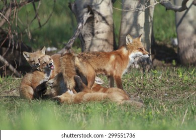 Red Fox Family With Mom