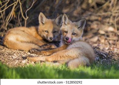 Red Fox Family In Spring