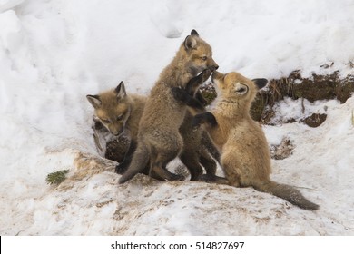 Red Fox Family In Winter At Den