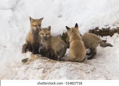 Red Fox Family In Winter At Den