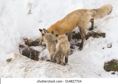 Red Fox Family In Winter At Den