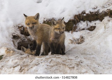 Red Fox Family In Winter At Den