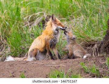 Red Fox Family - Yellowstone National Park 