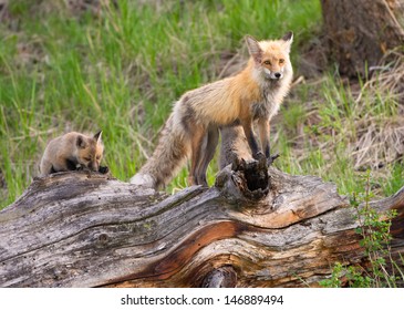 Red Fox Family, Yellowstone National Park