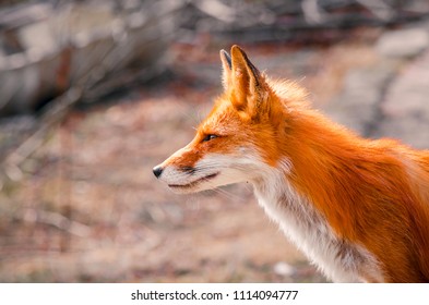 Red Fox Fennec Fox Stock Photo 1114094777 | Shutterstock