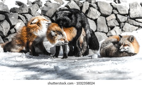 Red Fox Fight With Another For Mating In Winter Season Among Snow