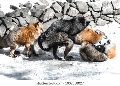 Red Fox Fight With Another For Mating In Winter Season Among Snow