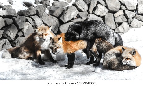 red fox fight with another for mating in winter season among snow
