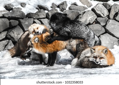 Red Fox Fight With Another For Mating In Winter Season Among Snow