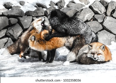 Red Fox Fight With Another For Mating In Winter Season Among Snow