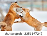 Red fox fight in white snow. Cold winter with two orange furry fox, Japan. Beautiful orange coat animal in nature. Detail close-up portrait of nice mammal. Foxes with open muzzle fight, tooth.