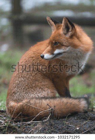 Similar – Image, Stock Photo European Red Fox