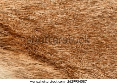 Red fox fur texture, close-up. Natural, soft and warm.