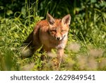 Red fox in the grass. Red fox cub. Red fox vulpes