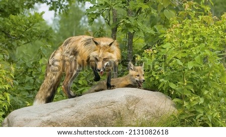 Red fox with her kit on large roack in Northern Minnesota