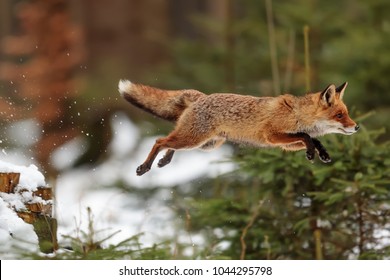 red fox with high jump above snowy small trees