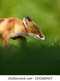 Red Fox Hunting Closeup At Summer Scenery