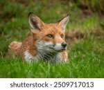 Red Fox hunting and lying low on grass 