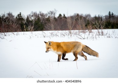 Red Fox Hunting For Mice In The Snow.