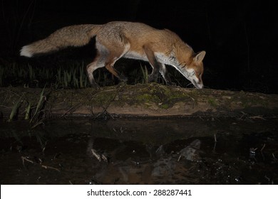 Red Fox Hunting At Night