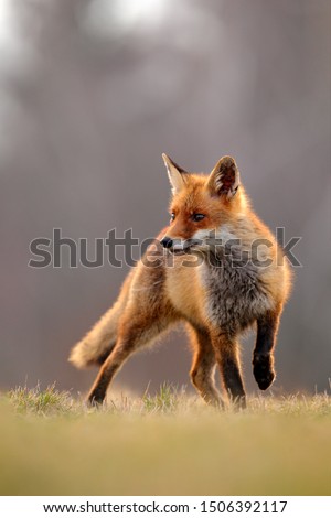 Red Fox hunting, Vulpes vulpes, wildlife scene from Europe. Orange fur coat animal in the nature habitat. Fox on the green forest meadow. 