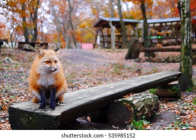 Red Fox In Japanese Fox Village, Japan