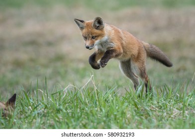 Red fox jumping.
